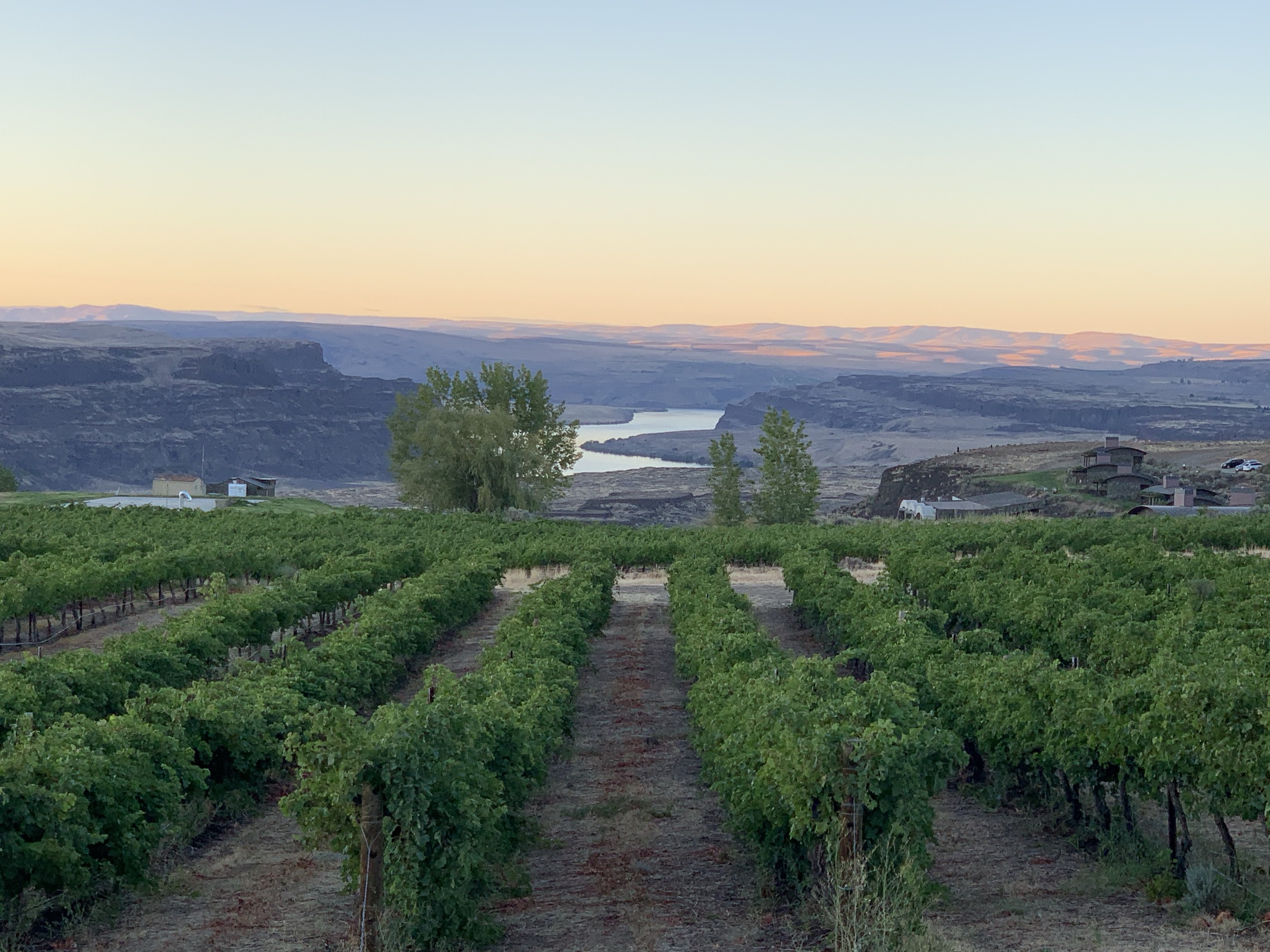 Vineyard rows